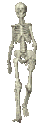 Skeleton