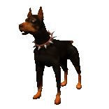 Doberman