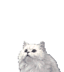 White Cat